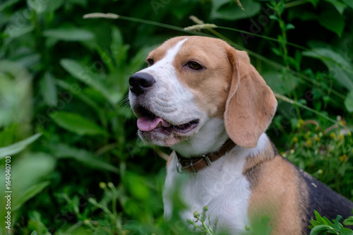 Portrait of a Beagle in profile on green background