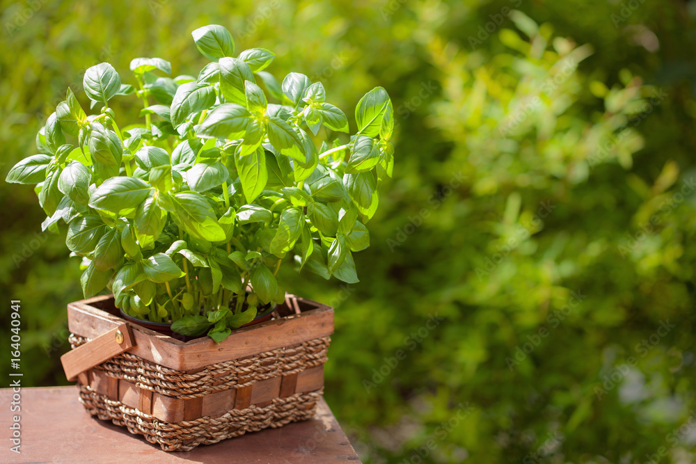 fresh basil herb in garden fresh basil herb in garden