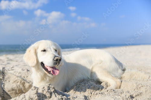 Golden retriever on the beach