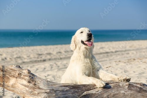 Fototapeta Naklejka Na Ścianę i Meble -  Happy Golden Retriever playing at the beach