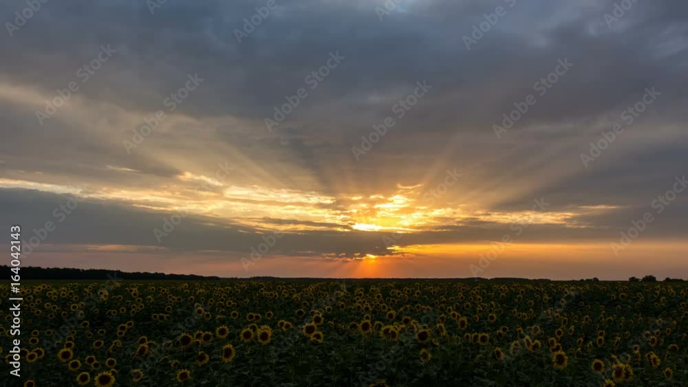 ramatic sunset over a sunflowers fields. Time-lapse 4k. Evening.