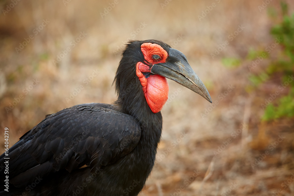 Fototapeta premium Portrait of the largest species of hornbills, Southern ground hornbill, Bucorvus leadbeateri. Large african bird with vivid red face and throat. Vulnerable species, northern South Africa.