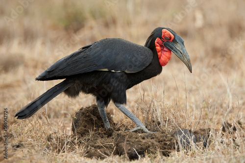 Southern ground hornbill, Bucorvus leadbeateri looking for food in elephants dung. Large african bird, black colored with vivid red face and throat. Vulnerable species, northern South Africa.