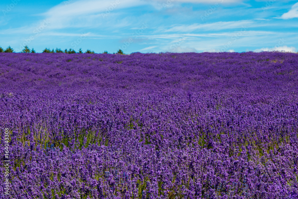 Obraz premium The lavender farm in the summertime.