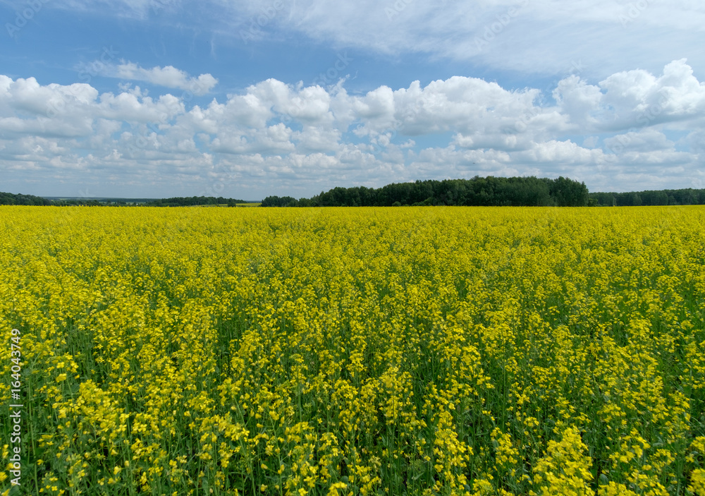 Field of yellow rapeseed