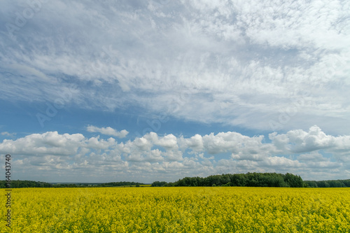 Field of yellow rapeseed