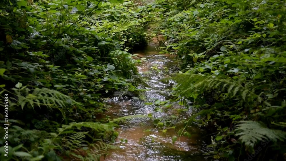 Kleiner Bach im Pfälzer Wald Kleiner Bach im Pfälzer Wald
