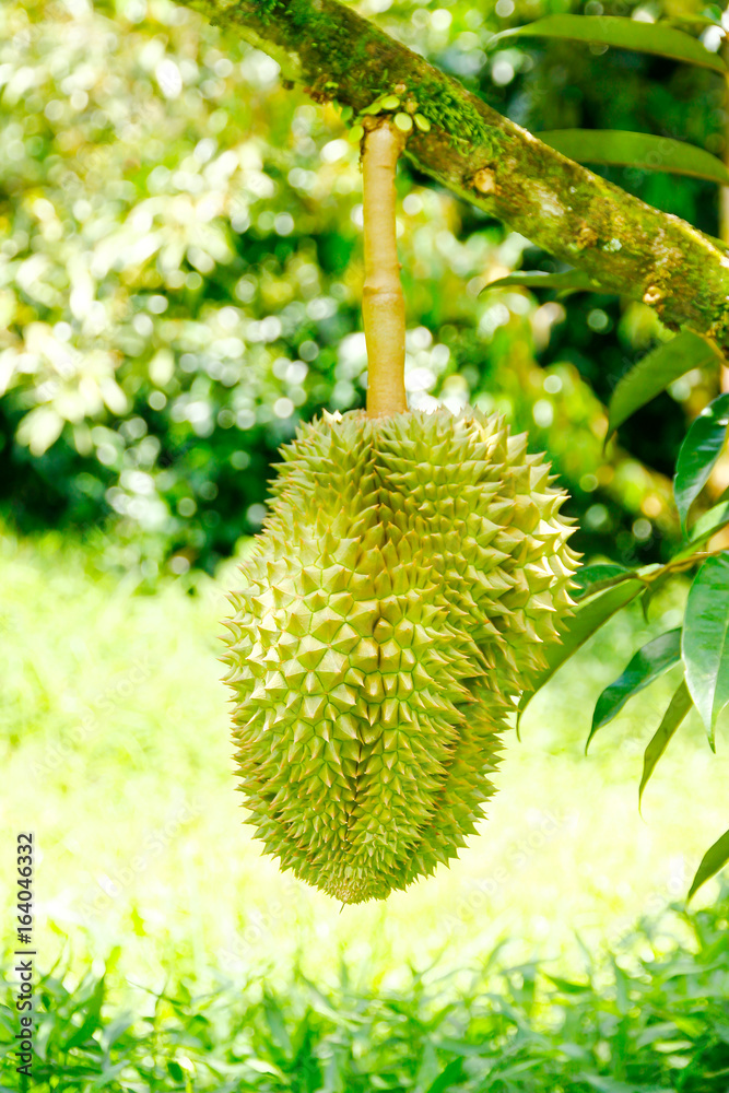 Stock Photo - Durian, king of fruit hanging on brunch tree Stock Photo - Durian, king of fruit hanging on brunch tree