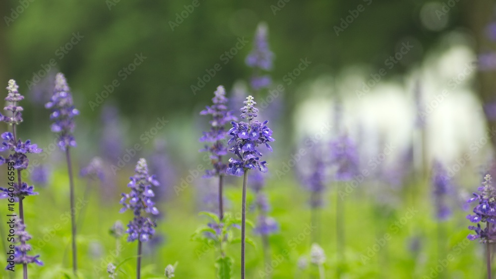 Obraz premium ブルーサルビア