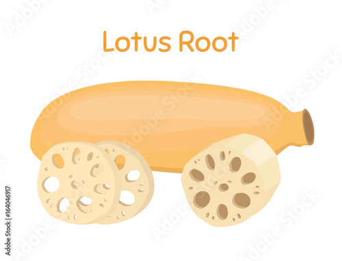 Lotus root, slices of exotic fruit. Tropical plant. Vector illustration