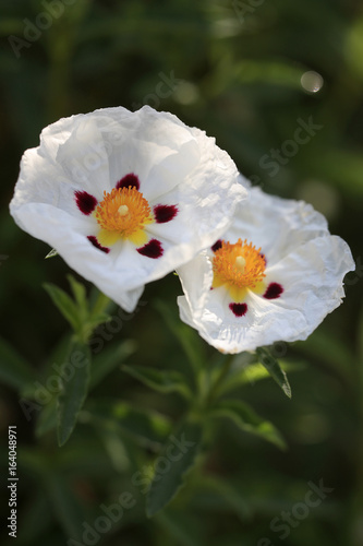 Weiße Lack-Zistrose (Cistus ladanifer) photo