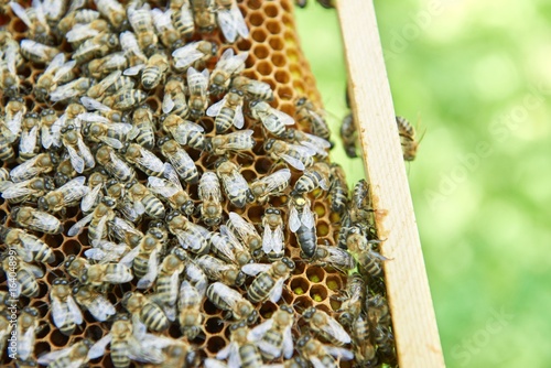 Close up shot of honey bees working swarming on a beehive honeycomb natural organic food sweet apiary apiculture concept. © serhiibobyk