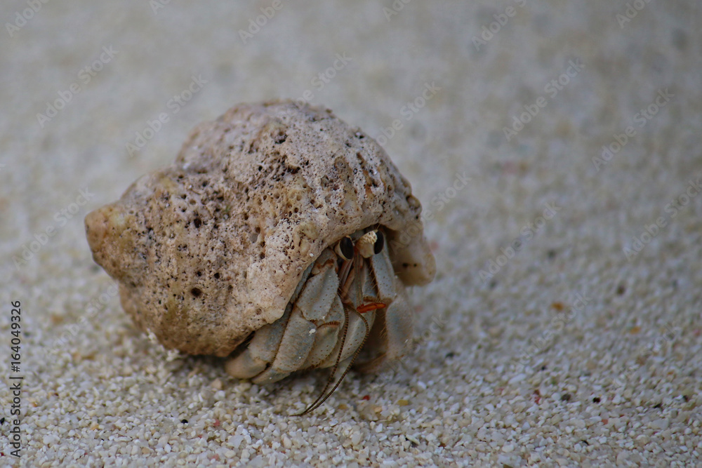 Hermit crab on the beach of Ukulhas, Maldives