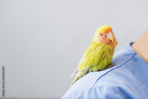 Veterinarian doctor is making a check up of a kramer parrot.