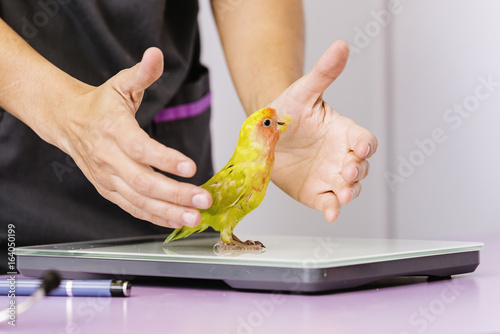 Veterinarian doctor is making a check up of a kramer parrot. photo