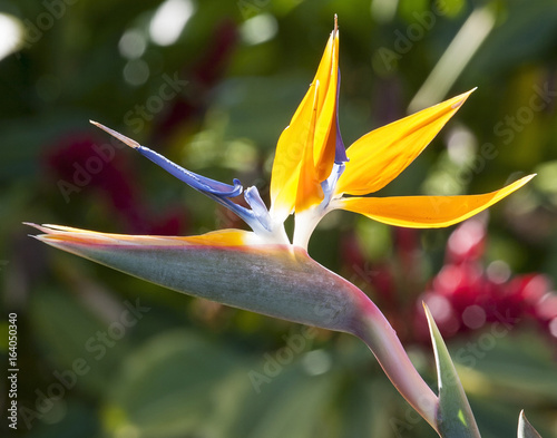 Beautiful Hawaiian Exotic Tropical Bird Of Paradise photo