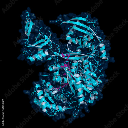 Argonaute-1:let-7 complex photo