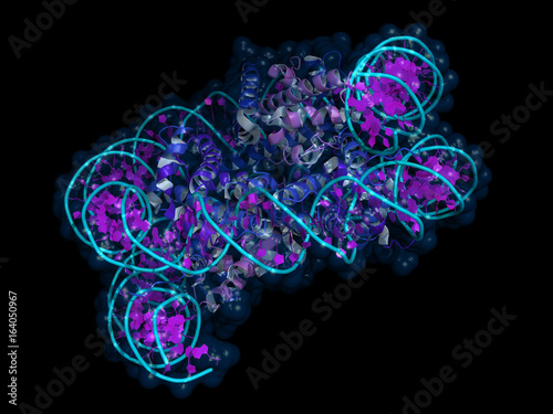 Nucleosome is a basic unit of DNA packaging in eukaryotic cells, with 147 nucleotides of DNA wrapped around the core built from histone proteins.  photo