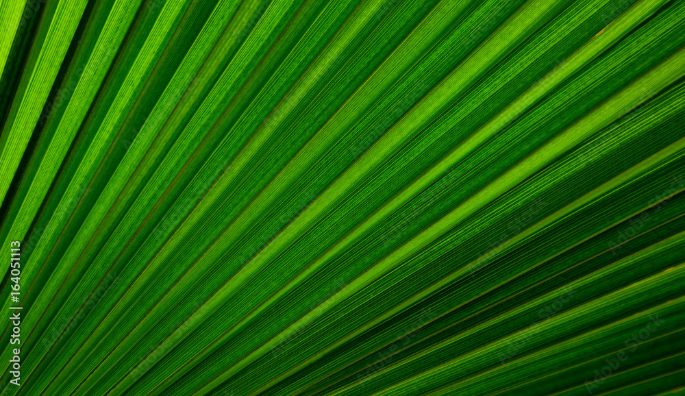 Striped Palm tree leaf in sunlight, close up, background. Colorful green bright sunny palm-tree macro view, backdrop. Striped Palm tree leaf in sunlight, close up, background. Colorful green bright sunny palm-tree macro view, backdrop.
