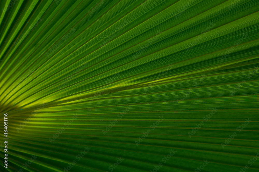 Obraz premium Striped Palm tree leaf in sunlight, close up, background. Colorful green bright sunny palm-tree macro view, backdrop.