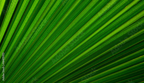 Striped Palm tree leaf in sunlight  close up  background. Colorful green bright sunny palm-tree macro view  backdrop.