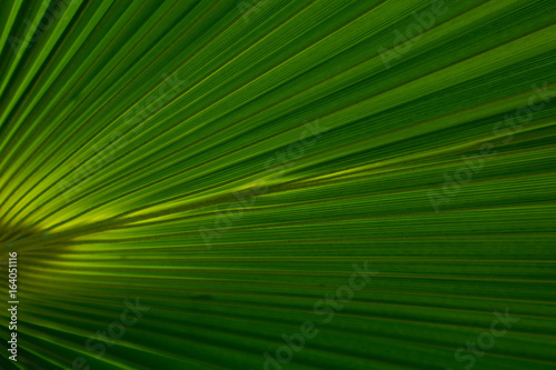 Striped Palm tree leaf in sunlight  close up  background. Colorful green bright sunny palm-tree macro view  backdrop.