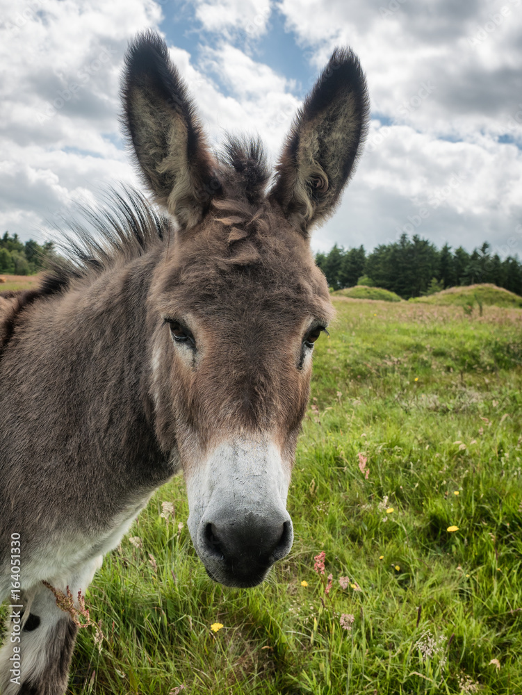 Donkey, nice and cure on a green field Donkey, nice and cure on a green field