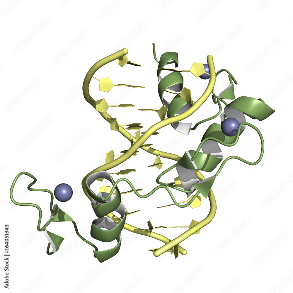 Zinc finger is a small protein structural motif important for binding