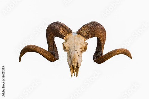 Natural skull of ram with curved horns on white isolated background