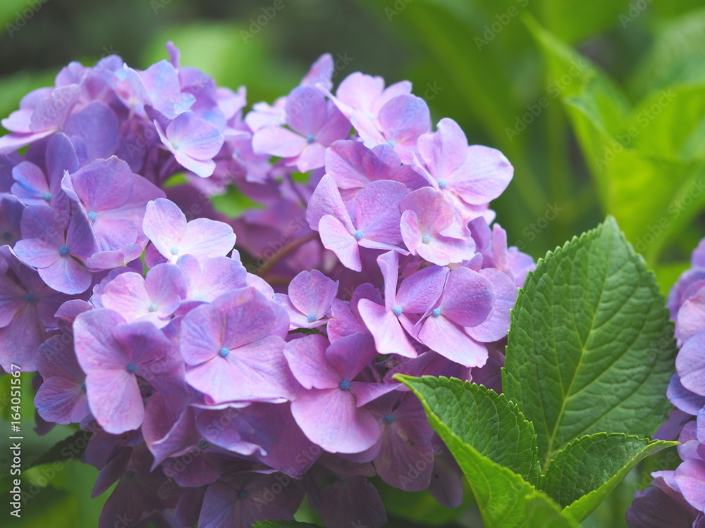 紫陽花 紫陽花