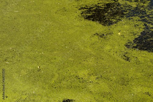 Green duckweed on the water surface