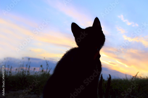 Silhouette of cat at beautiful sunset. Cute cat on the road,sunset background,cat looking. Stray kitten looking at wonderful sunset.