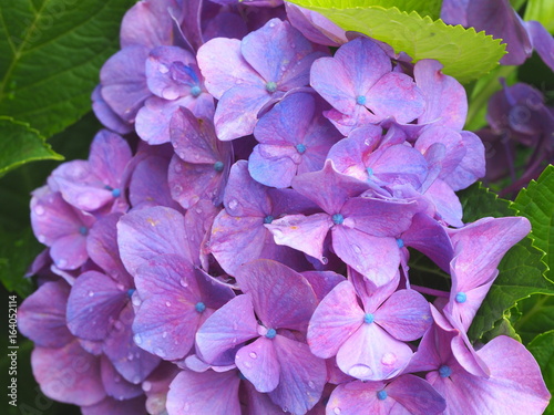 紫陽花 © matsun1003