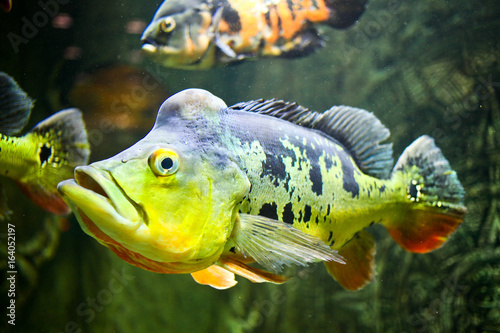 Fish (Orinoco Peacock Bass, cychla ocellaris ) in the glass cabinet. photo