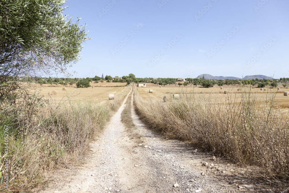 Feldweg auf Mallorca Erntezeit