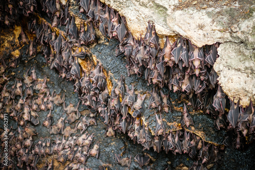 Fruit bats colony at Monfort bat cave - Samal island, Davao