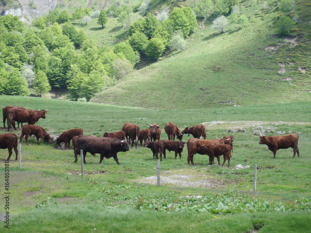 Fototapeta premium cantal auvergne france