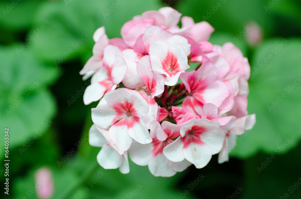 Pink geranium flower decorative in a garden Pink geranium flower decorative in a garden
