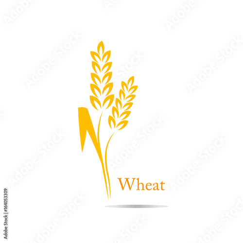 wheat rice spike
