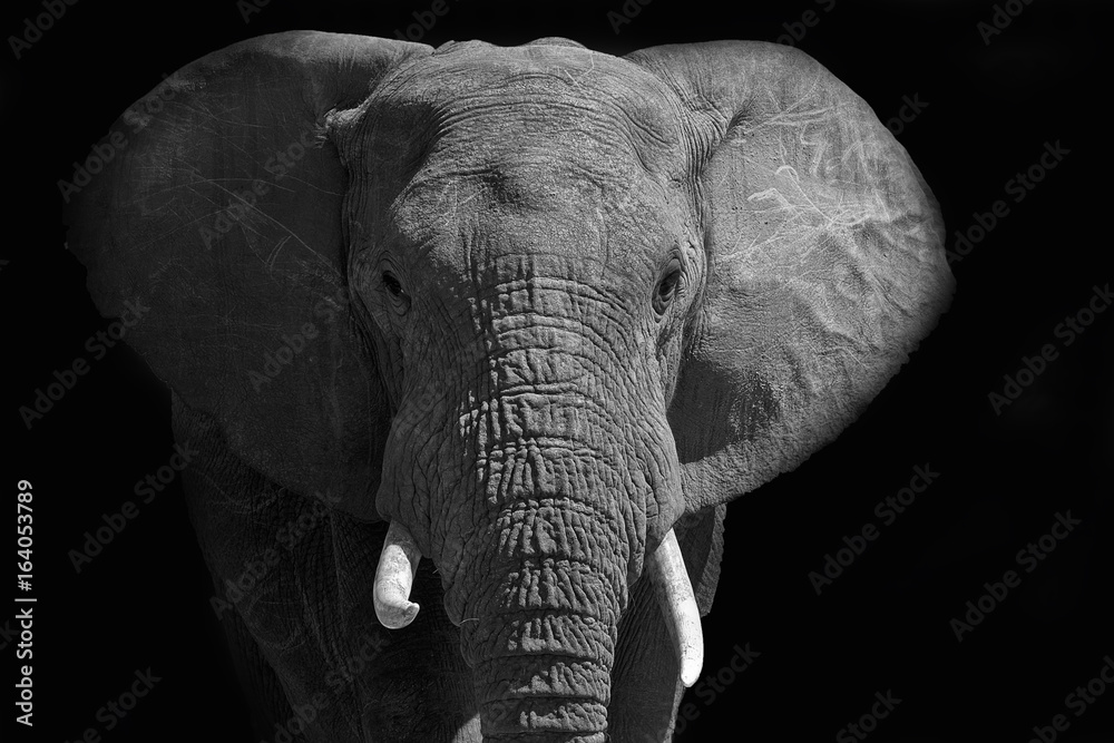 Large African elephant walking into the light