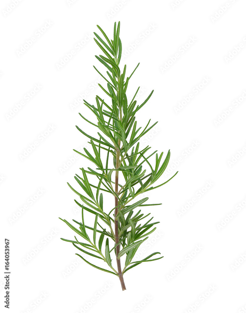 rosemary isolated on white background