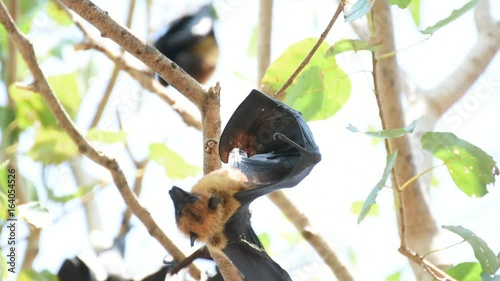 Bat (Lyle's flying fox, Pteropus lylei or Pteropodidae) perched hanging on a tree in the wild photo