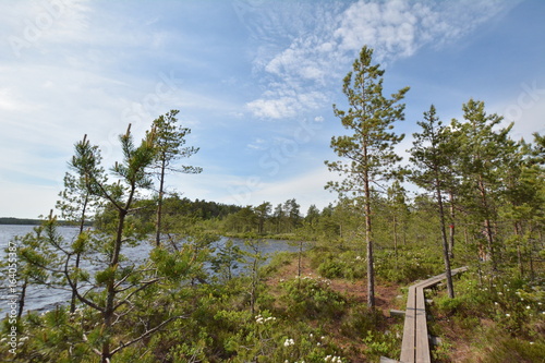 forêt finlande