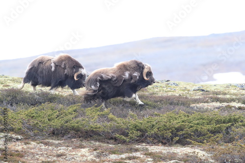 Muskox in Dovrefjell national park, Norway photo