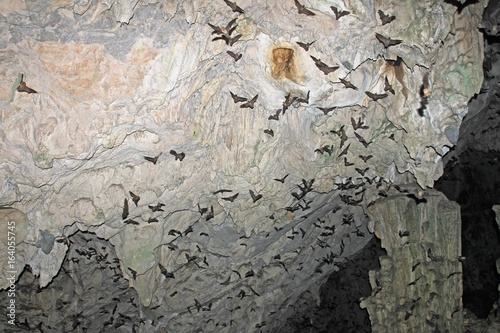 Bats flying in Lanquin Cave, Guatemala, Central America