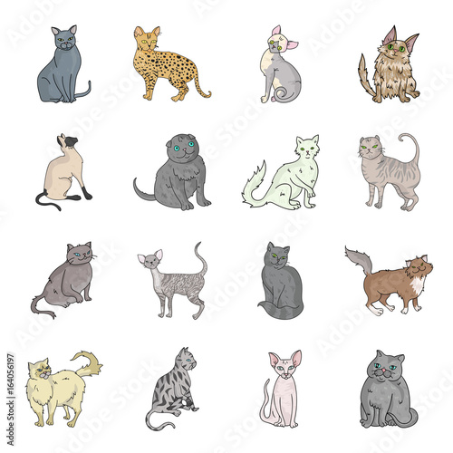 Cat breeds set icons in cartoon style. Big collection of cat breeds vector symbol stock illustration
