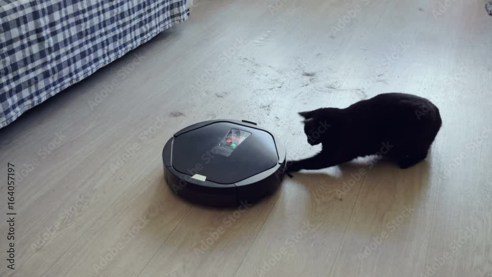 Black cat playing with robotic vacuum cleaner which is cleaning floor covering. 4K