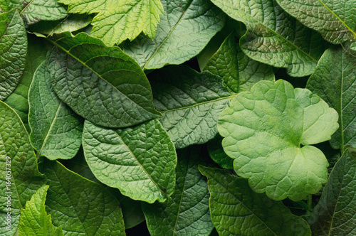 Green leaves background. Nature concept. Tropical lush foliage. Dark photo. Top view.