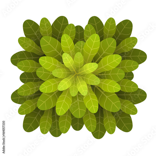 A green plant or tree, top view. Vector illustration, isolated on white background.