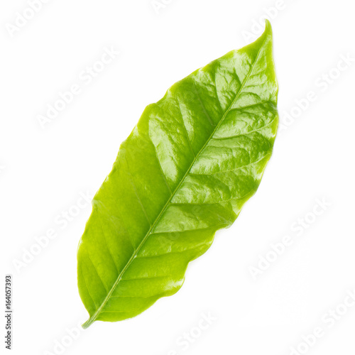 Leaf coffee isolated on white background